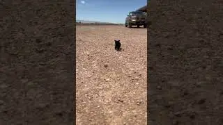Cute Ears tiktok sistadenise