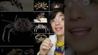 Cangrejos adornados #fypシ #biology #crabs