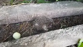 маленький ёжик