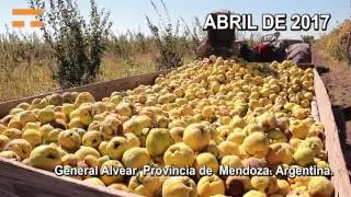 Ciclo del Membrillo Taxonera