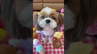 Cute and Funny Shih Tzu Dog 🐶😂🤣😎💖