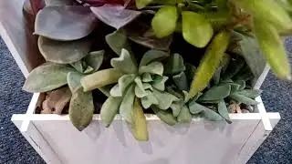 Суккулентные композиции Ирины Петриченко