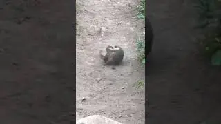 Weasel catches ground squirrel