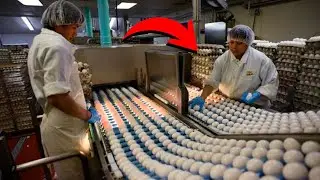 🥚 ¿CÓMO se HACEN los HUEVOS DE GALLINA? 🐓