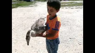 КУМЫК с гусём 👍😀