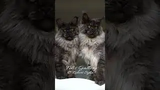 Maine Coon Power.
