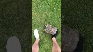 #shorts