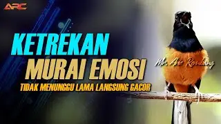 MURAI BATU GACOR AMPUH BUAT PANCINGAN murai batu agar bunyi JADIKAN burung murai gacor EMOSI NYAUT