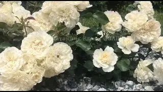 Цветение Роз Blanc Meillandecor, Rosarium Uetersen / питомник Елены ИВАЩЕНКО