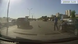 Утка с утятами на МКАДе!!!