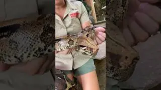 This Red Tail Boa is beautiful and sweet🤩🙌