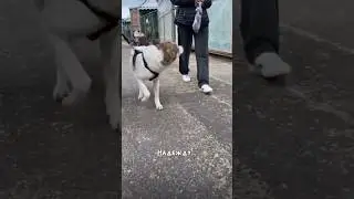 Забрали из приюта 