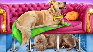 Anjing Kaya vs Anjing Bokek!