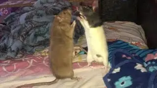Крысиный махач / rats fight / крысы дерутся между собой