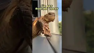 Sulcata tortoise dehydrate
