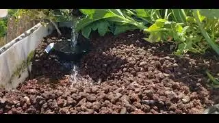 Kevin, Kobe,  aphids and cantaloupe OH MY!!