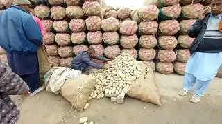 International Potato Market Depalpur City| Pakistan|manddi