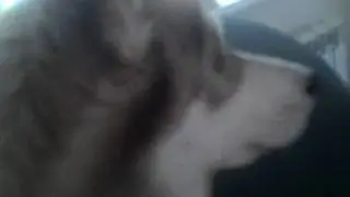 Это Лея хаска