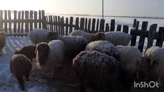 Чудные барашки. Что не день так чудо.
