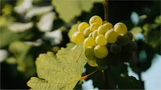 Raining wine