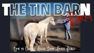 Homestead to Barn: Foals Storm and Ice Take Their Next Steps at The Tin Barn Farm! 🐴🏡➡️🏚️