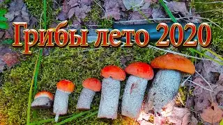 Грибы лето 2020