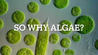 Algae to Insulin