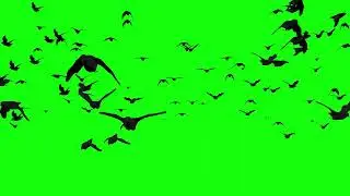 itachi crows dissappear green screen HD غربان ايتاشى خلفية خضراء