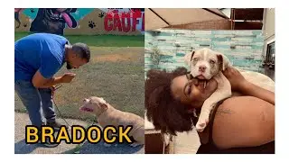 Cachorro da Jojo Todynho emagrece com dieta,treino e passeios educativos