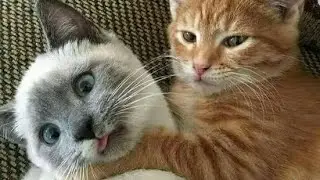 Jurus mematikan kucing