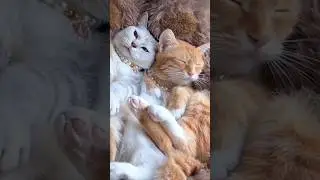 С любовью @SPbThai