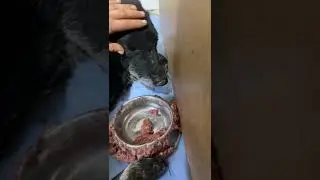 Дедуля 🐾