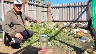 Наконец-то дождались. Под квочкой лучше.