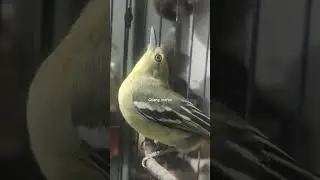 CIPOH GACOR SITRU GACOR SIRPO GACOR SERPO GACOR 
