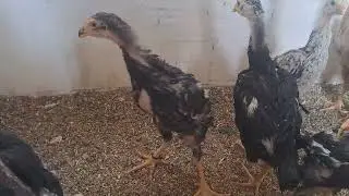 о шамо немецкий шамо (3)