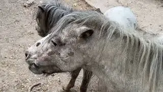 Малыша пони воспитывает все семейство, включая папу!