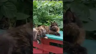Maine Coon kittens. Female. Turtle color. Available.