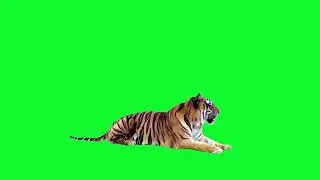 Real Tiger on Green Screen/TIGRE CROMA