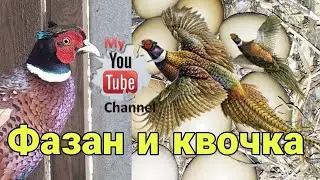 Как посадить курицу на яйца фазана