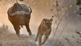 Так звучит руна Уруз