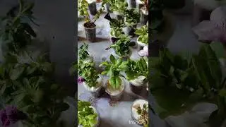 Посылка с черенками петунии и др..с *Завод Флора*..Рада? Конечно да 👍