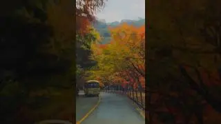 #내장산 #단풍길 셔틀버스 노선 #단풍터널