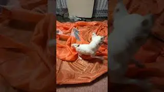 Ура!Малыш радуется! #венчикптенчик #чихуахуа #chihuahua
