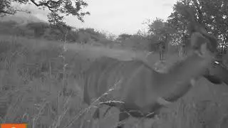 Lesser kudu by Friederike Gebert
