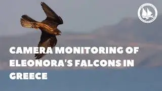 Camera monitoring of Eleonora's Falcons in Greece