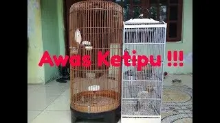 Perbedaan Burung Branjangan & Richard's Pipit (branjangan pasir)