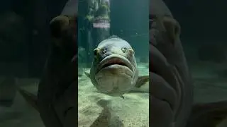 What the dog (giant grouper) doin?