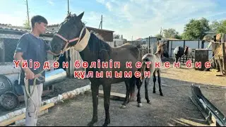 ВИДЕО ПРО ЛОШАДЕЙ/ ЖЫЛҚЫЛАР ТУРАЛЫ ВИДЕО #horse #асау #жылқылар #кони #лошади #айгыр #жылқы #бие
