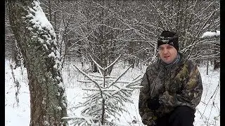 В поисках Нового Года. Один в лесу. Прогулка.