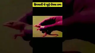 छिपकली से जुड़े रोचक तथ्य l #shorts #youtubeshorts #interestingfacts